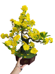 Tết-Chậu mai bonsai-NM