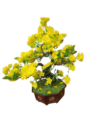 Tết-Chậu mai bonsai-NM
