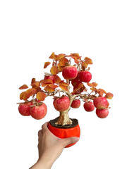 Chậu trái cây lớn ( Táo - Lựu - Hồng ) -KTN