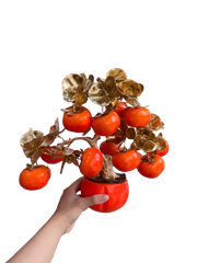 Chậu trái cây lớn ( Táo - Lựu - Hồng ) -KTN