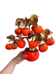 Chậu trái cây lớn ( Táo - Lựu - Hồng ) -KTN