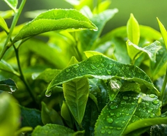 Chiết xuất từ Trà Xanh