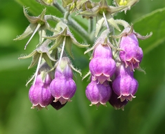 Allantoin