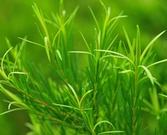 Tinh dầu Tràm Trà