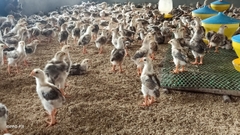 Sản phẩm: Kinplus 05 gà giống