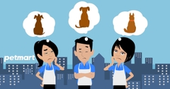 Nghề cắt tỉa lông chó (Groomer): Có nên học hay không?