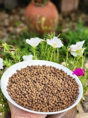 ĐẠI TRÀNG HOÀN