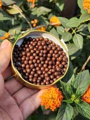 HÀ THỦ Ô ĐỎ - Tinh chế Đặc biệt