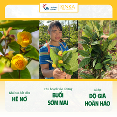 Hoa Trà Hoa Vàng Gia Lai - Set Trà Phúc Duyên KINKA | Hộp 50g + 10 gói trà túi lọc