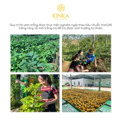 Fountain of Youth - Trà hoa vàng Gia Lai - Lá xanh & Hoa