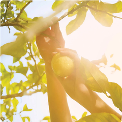 Maison Margiela Replica Under the Lemon Trees