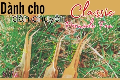 Nhíp Tách Mi Truyền Thống Cao Cấp