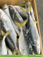 CÁ CAM NHẬT BẢN