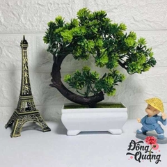 Sen lưỡi liềm - chậu - bonsai