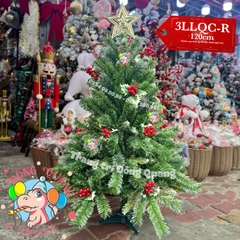 Cây thông 3 loại lá cherry