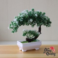 Sen lưỡi liềm - chậu - bonsai