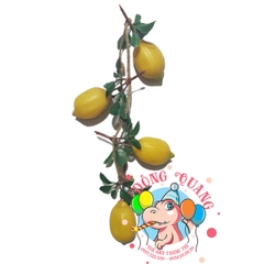 Trái Chanh leo - dây - 4 trái