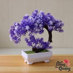 Sen lưỡi liềm - chậu - bonsai