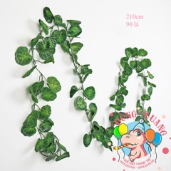 Dây lá Rau má (Táo tây)