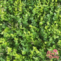 Thảm cỏ Tai chuột 40x60cm