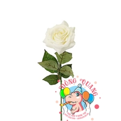 Hoa hồng - cành - 1 bông