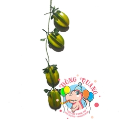 Trái Khế - dây - 4 trái