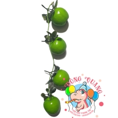 Trái Táo - dây- 4 trái