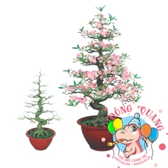 Cây đào bonsai 125cm