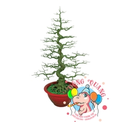 Cây mai bonsai 165cm (BM23)