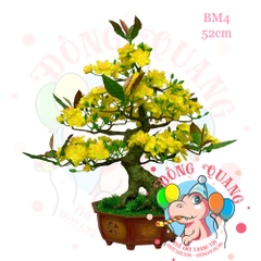 Cây mai bonsai 52cm (BM4)