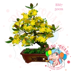 Cây mai bonsai 50cm (BM7)