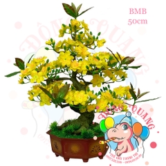 Cây mai bonsai 50cm (BMB)