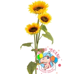 Hoa Hướng dương - cành - 3 bông