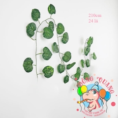 Dây lá Rau má (Táo tây)