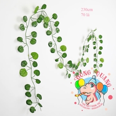 Dây lá Rau má (Táo tây)