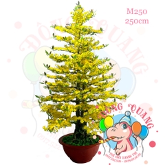 Cây mai thẳng 3 thân 250cm (M250)