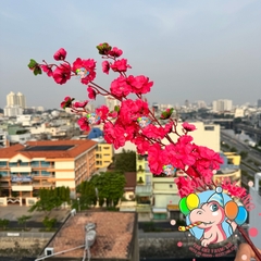 Cành mai, đào lớn