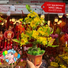 Cây mai bonsai 40cm (MN1)
