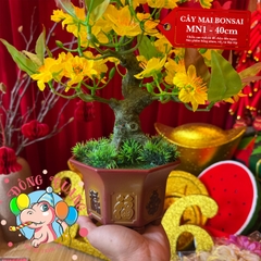 Cây mai bonsai 40cm (MN1)