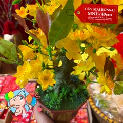 Cây mai bonsai 40cm (MN1)