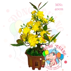 Cây mai bonsai 40cm (MN1)