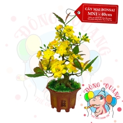Cây mai bonsai 40cm (MN1)