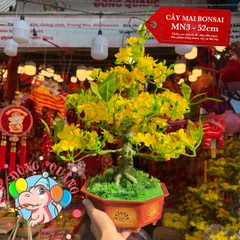 Cây mai bonsai 52cm (MN3)