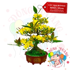 Cây mai bonsai 52cm (MN3)