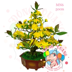 Cây mai bonsai 50cm (MN6)