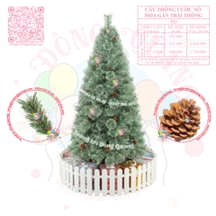 Cây thông cước nở hoa gắn trái thông