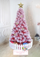 Cây thông cước đỏ phủ tuyết (cành tự động xoè)