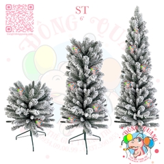 Cây thông ốm 3 loại lá phủ tuyết