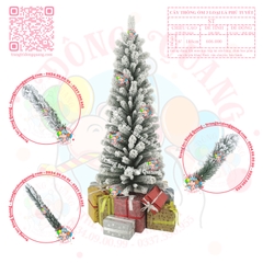 Cây thông ốm 3 loại lá phủ tuyết