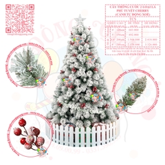 Cây thông cước 2 loại lá phủ tuyết cherry (TCS - cành tự động xoè)